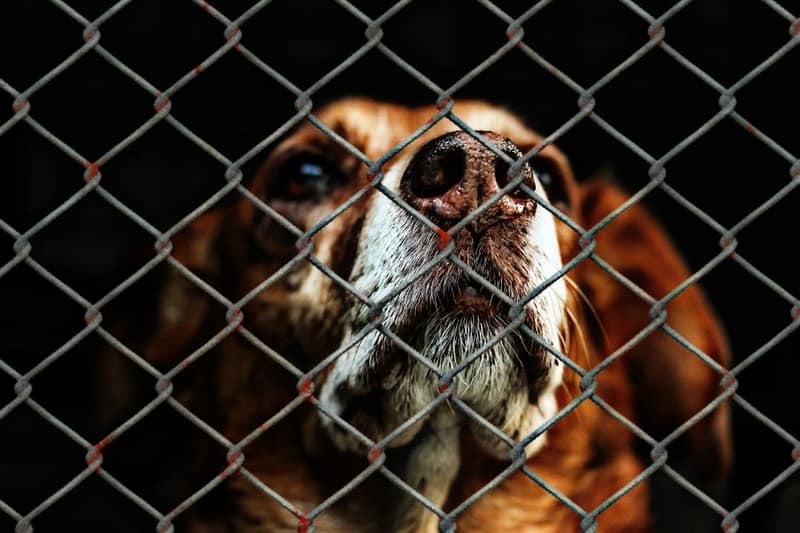 Adopter un animal : le « pour » et le « contre »