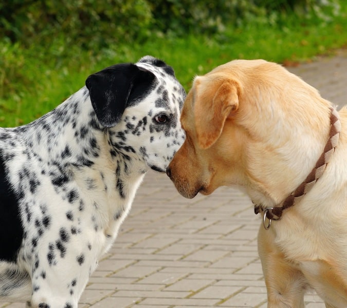 Chiens en laisse qui se rencontrent : que faire ?