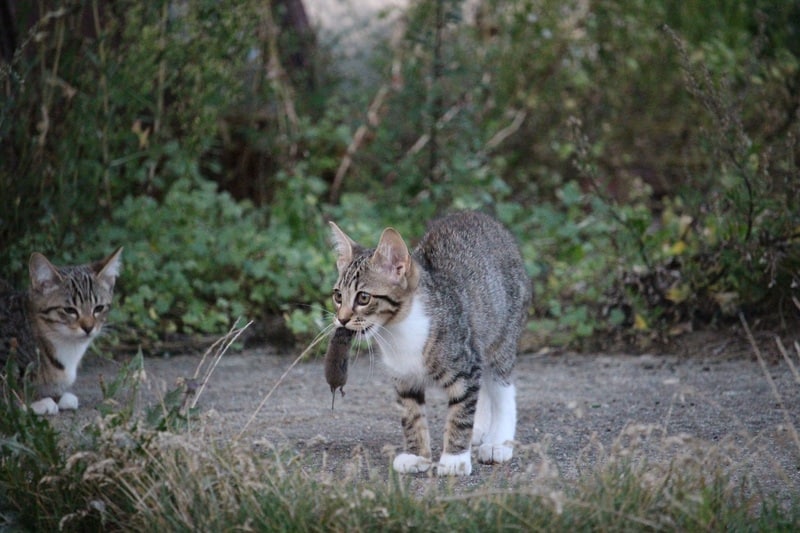 Mon chat est un chasseur… est-ce dangereux pour sa santé ?