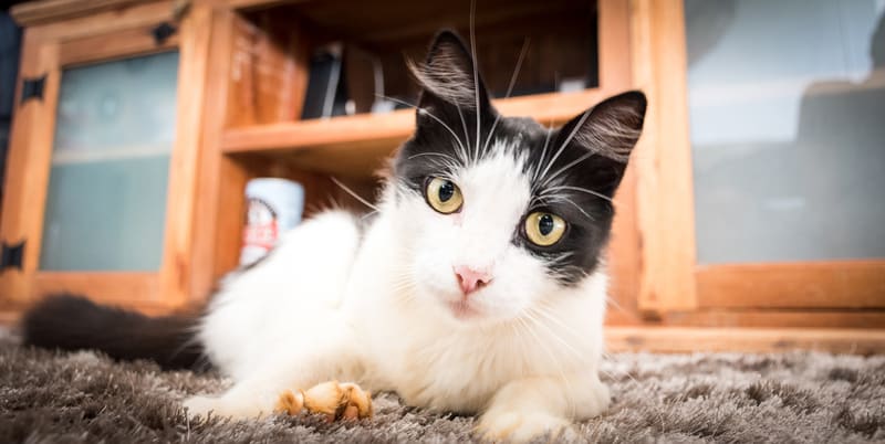 Mon chat urine en-dehors de sa litière : quelles solutions ?