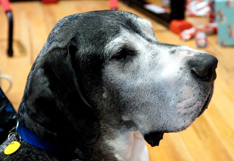 Comment bien s’occuper d’un chien âgé ?