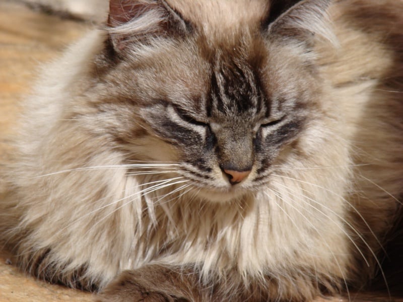 Mon chat perd ses poils. A quel moment s’inquiéter ?