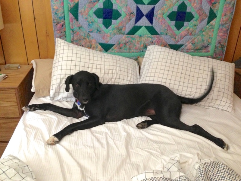 Dormir avec son animal de compagnie 