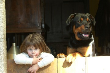Assurer un chien de catégorie I ou II : une démarche à ne pas négliger !