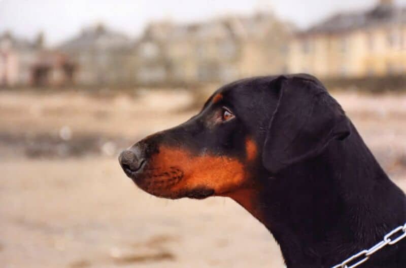 Pourquoi souscrire une assurance Responsabilité Civile pour un chien de catégorie 2 