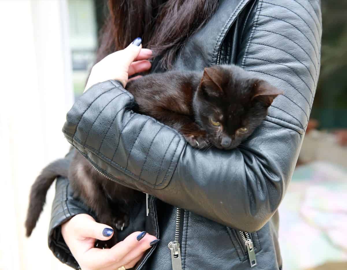 Coryza du chat : symptômes, traitement et conseils préventifs