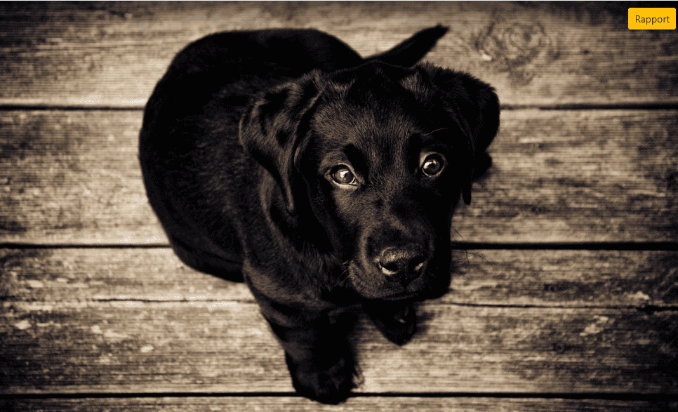 Les comportements des chiens 