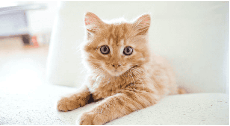 Les maladies des chats :