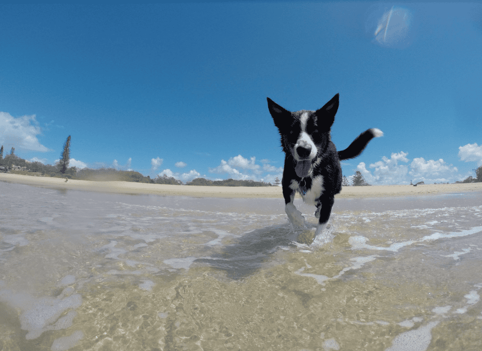 Les Chiens en Vacances