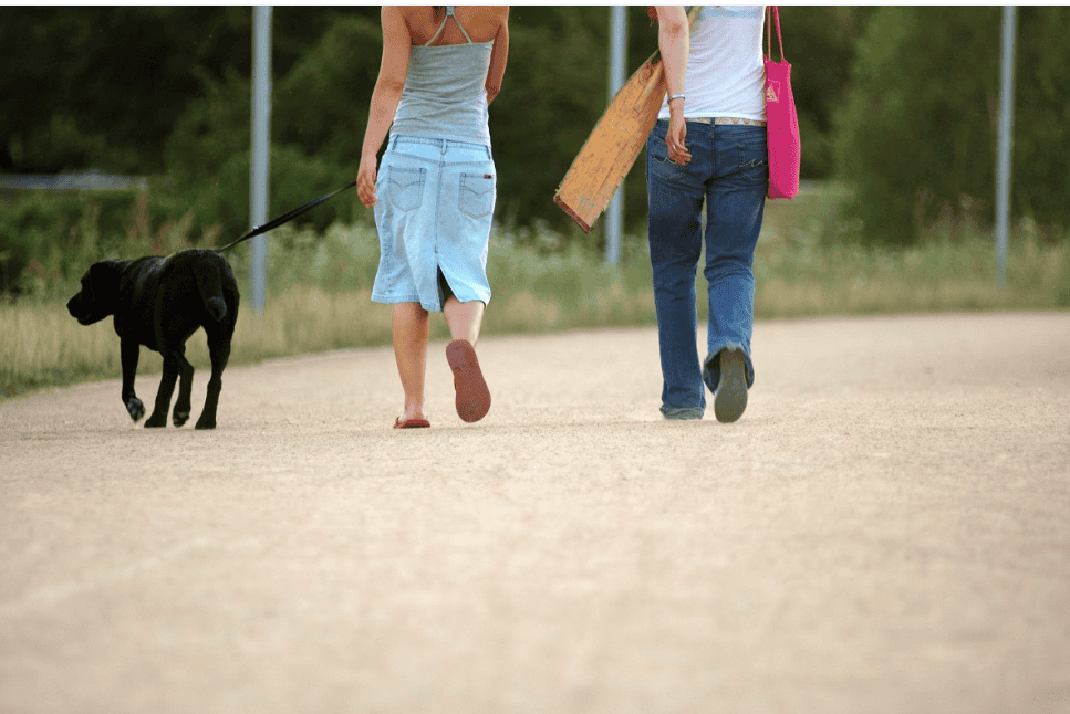 Avec le retour du beau temps : quels dangers pour votre chien ?