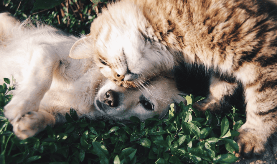 Chiens et chats : comment savoir qui est le plus affectueux ? 
