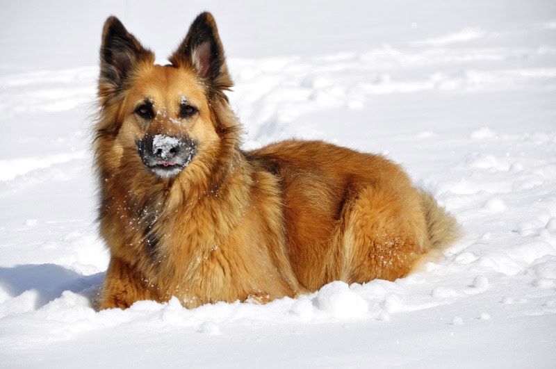 Mon chien craint-il le froid et la neige ?