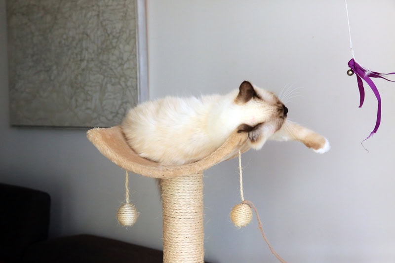 Mon chat est-il heureux ? Les signes qui ne trompent pas