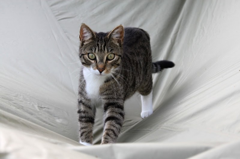 Education du chat : les points-clés